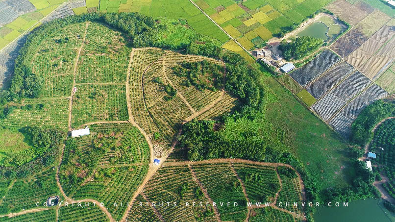 【全域分享】航拍中科富硒廉江红橙基地，领略廉江红橙生态种植