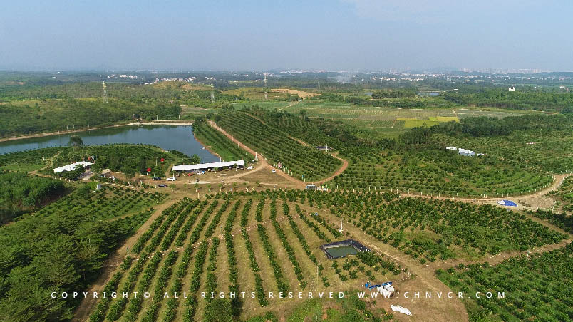 【全域分享】航拍中科富硒廉江红橙基地，领略廉江红橙生态种植