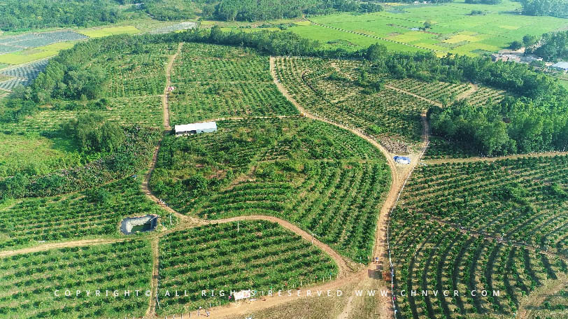 【全域分享】航拍中科富硒廉江红橙基地，领略廉江红橙生态种植