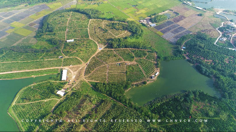 【全域分享】航拍中科富硒廉江红橙基地，领略廉江红橙生态种植