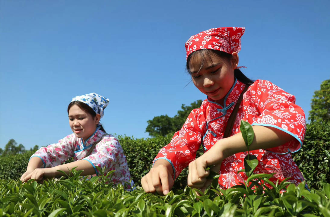 【新闻】全域影视传媒顺利结束中科富硒茶宣传片拍摄